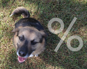 Mr. Cheese, one of the 69.9 million companion animals in the United States.