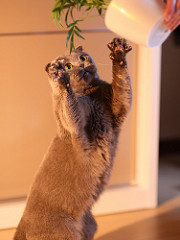 picture of a gray cat reaching for a potted plant